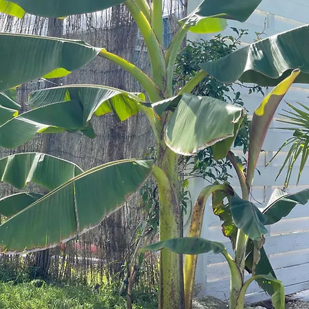 Figtrees Alojamento de Acomodação e Pequeno-almoço *