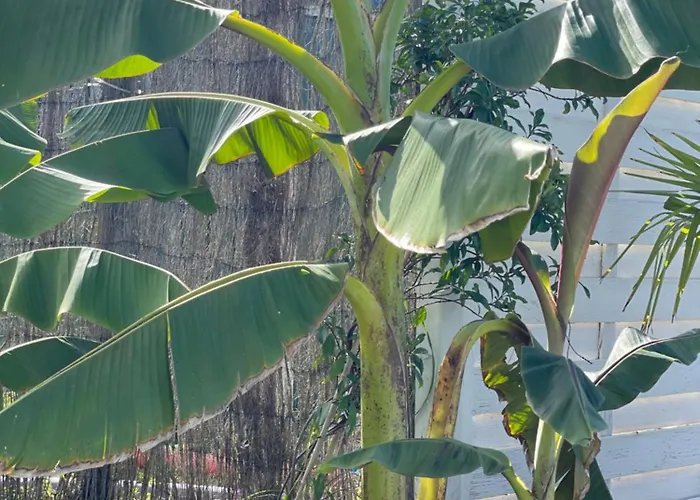 Figtrees ベッド・アンド・ブレックファスト *